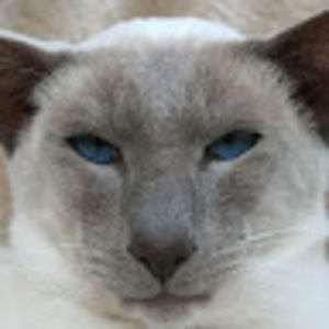 Meet your Posher, Rayne